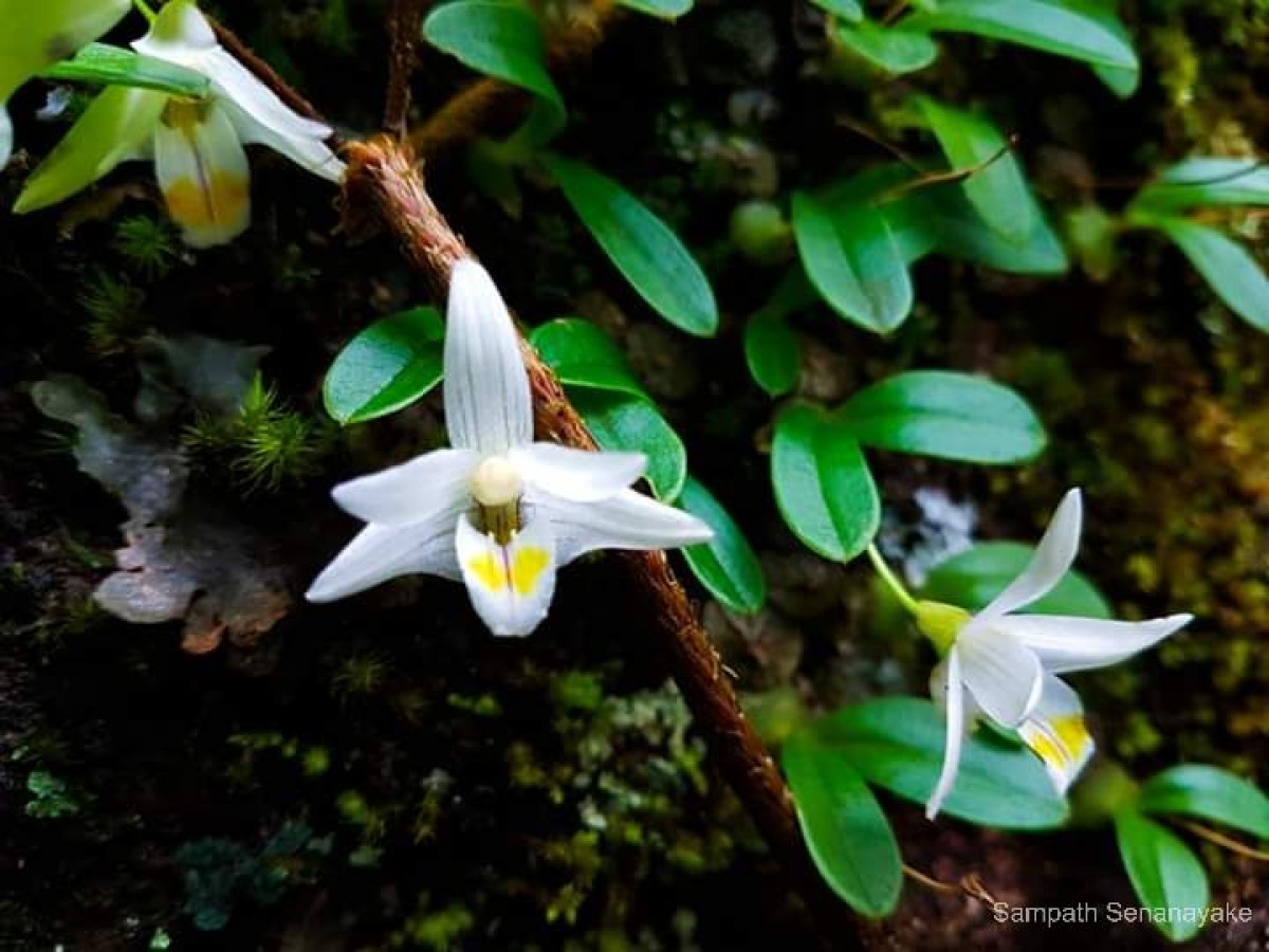 Porpax braccata (Lindl.) Schuit., Y.P.Ng & H.A.Pedersen